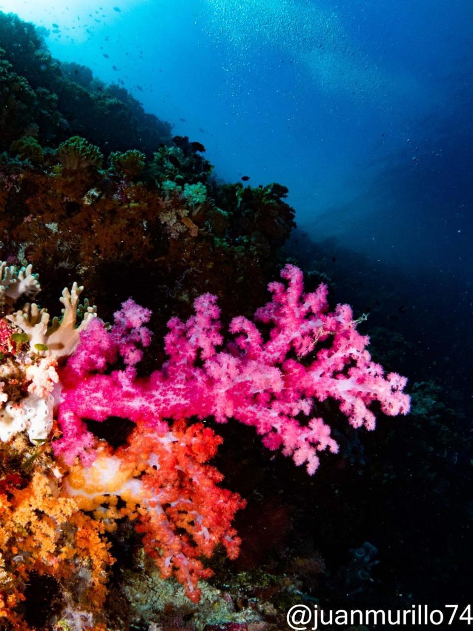 Marind Dive Eco Resort Waha Exterior photo